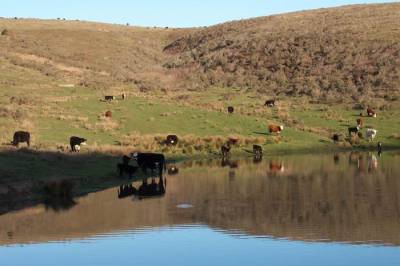 [Pt Reyes hike, cows on the return]