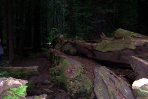 [Fallen tree at Founders Tree]